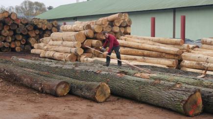 Holzverarbeitung auf dem Sägeplatz